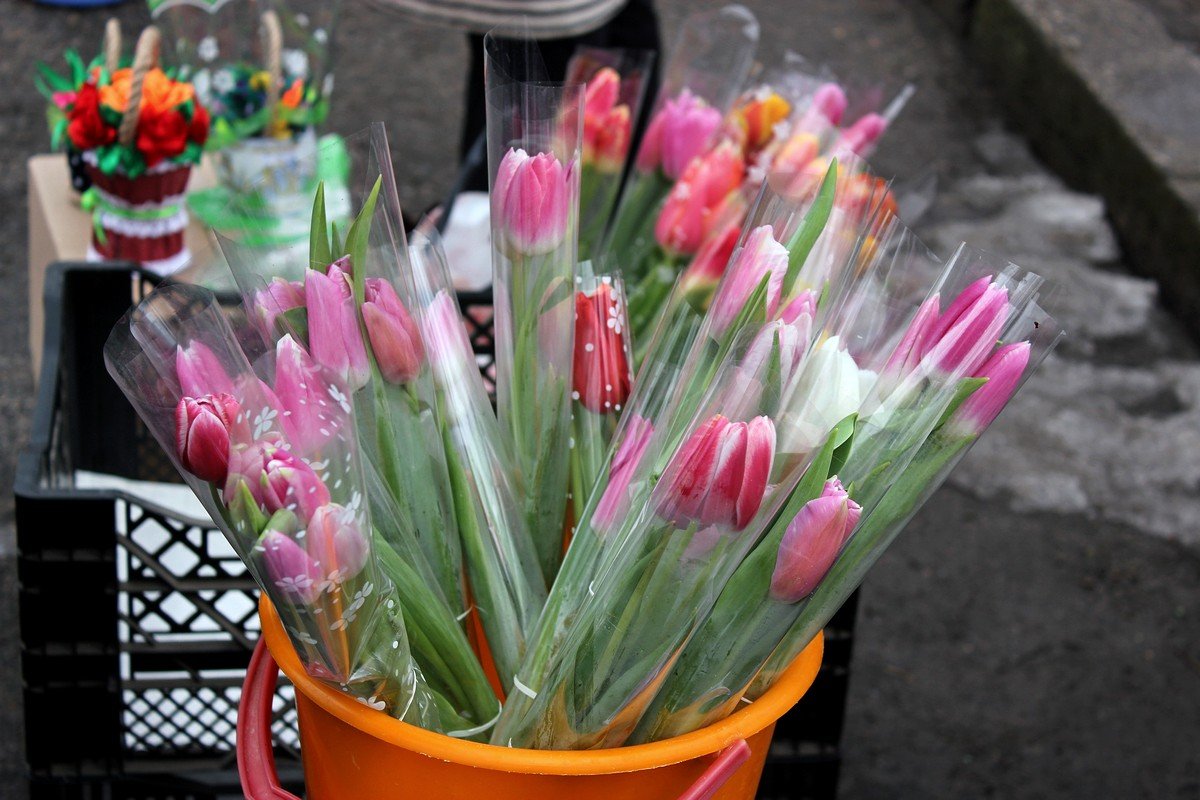 Букет тюльпанов - 40 гривен 