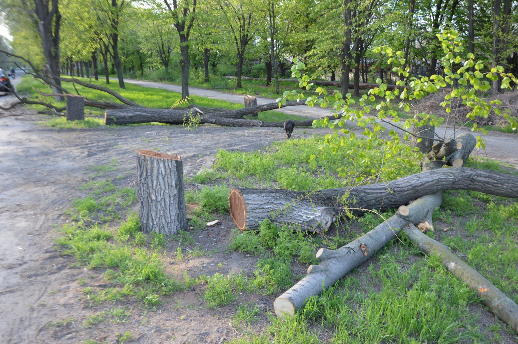 В Никополе незаконно срубили 10 деревьев 