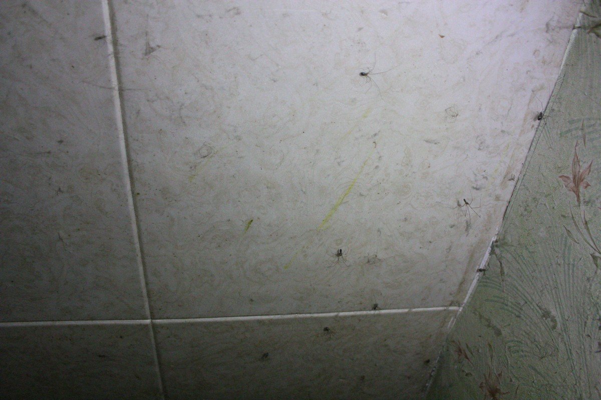 На потолке квартиры живут пауки и бегают тараканы