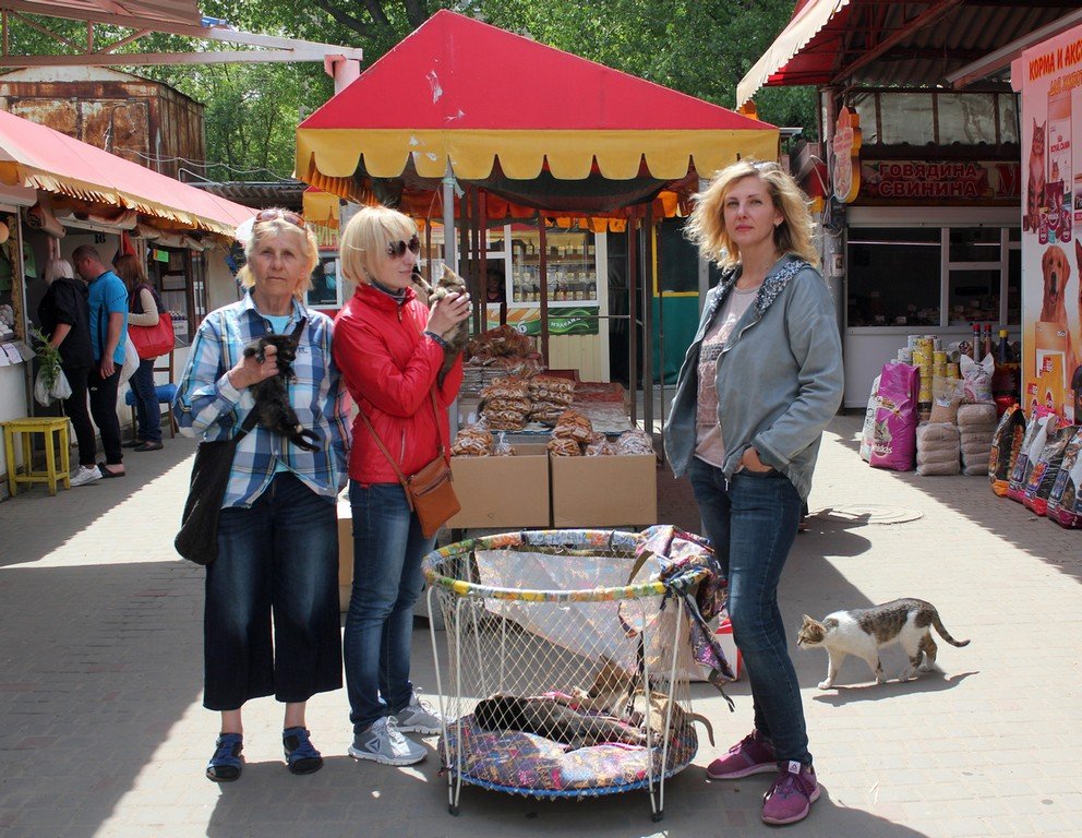 Каждые выходные волонтеры раздают бездомных животных на рынке "Виктория"