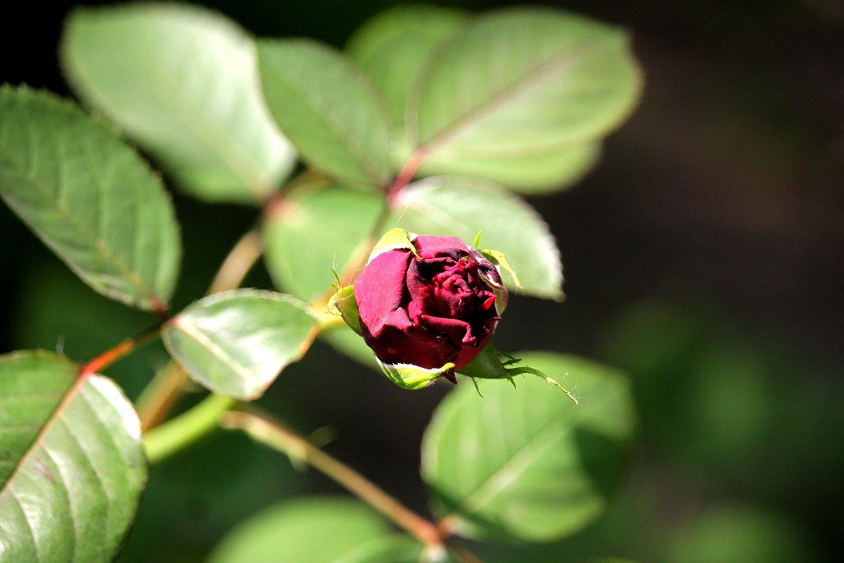 Черная роза 