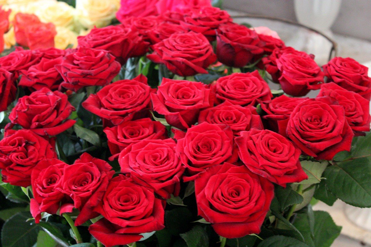 Стоимость розы от 15 до 60 гривен 