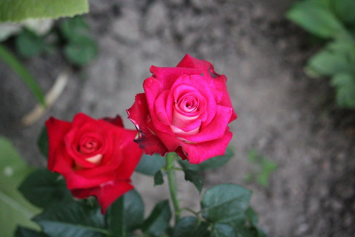 Роза - королева цветов и царица ароматов