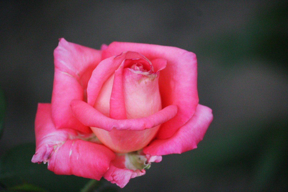 Роза стала первым растением из которого люди получили эфирное масло 