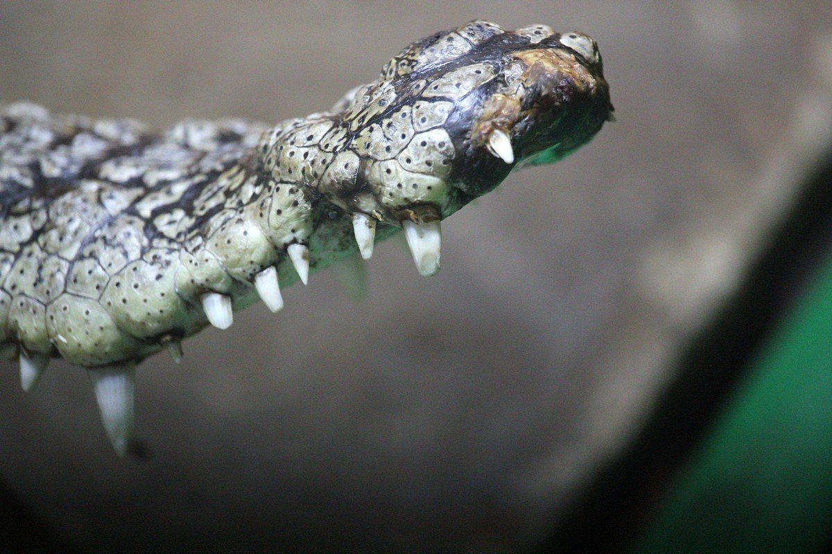 Острые зубы крокодила 
