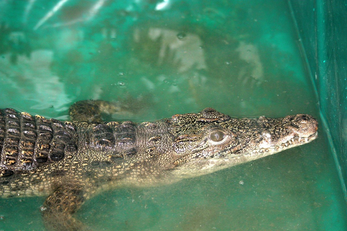 Крокодил отдыхает 