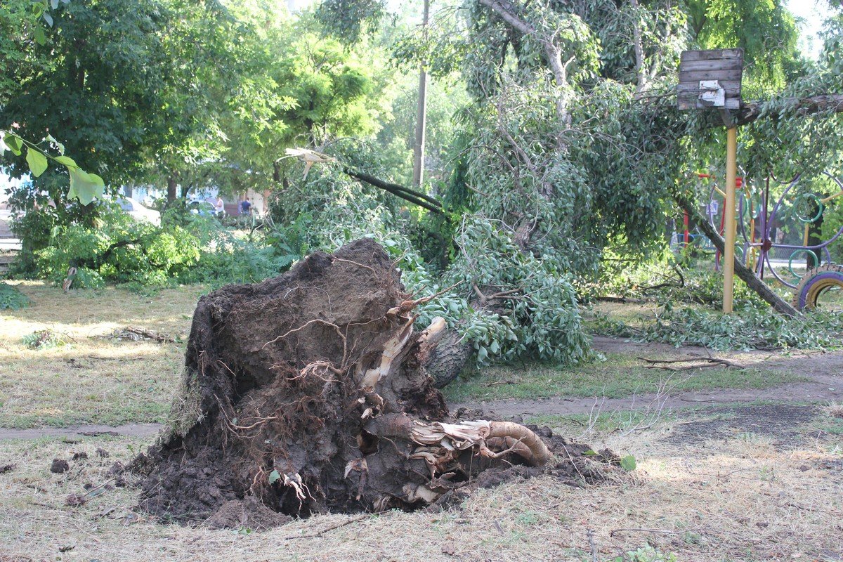 Дерево вырвало с корнем