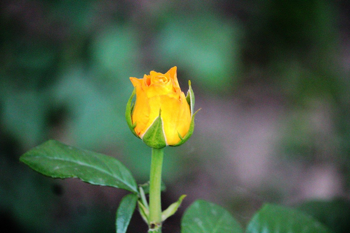 Одинокая роза 