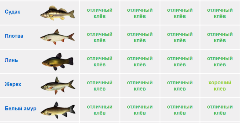 Прогноз клева рыбы в старом осколе. Какой завтра будет клев. клев плотвы на завтра. клев белой рыбы. минимальный размер судака.