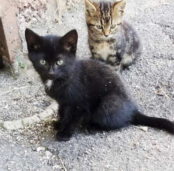 Подарите любовь и тепло: два кота ищут себе дом