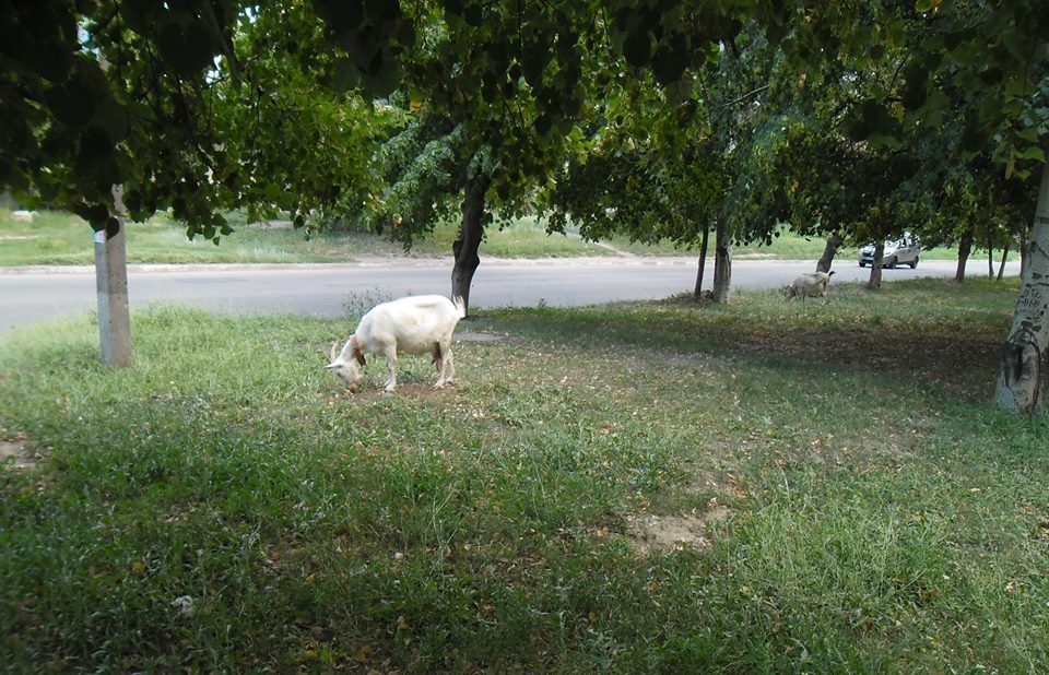 Здесь регулярно пасется три козы, которые очищают территорию от карантинных растений М