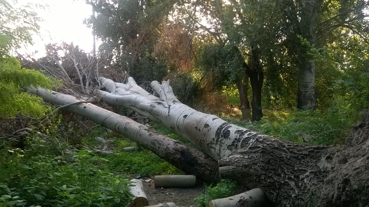 Залежалое дерево 