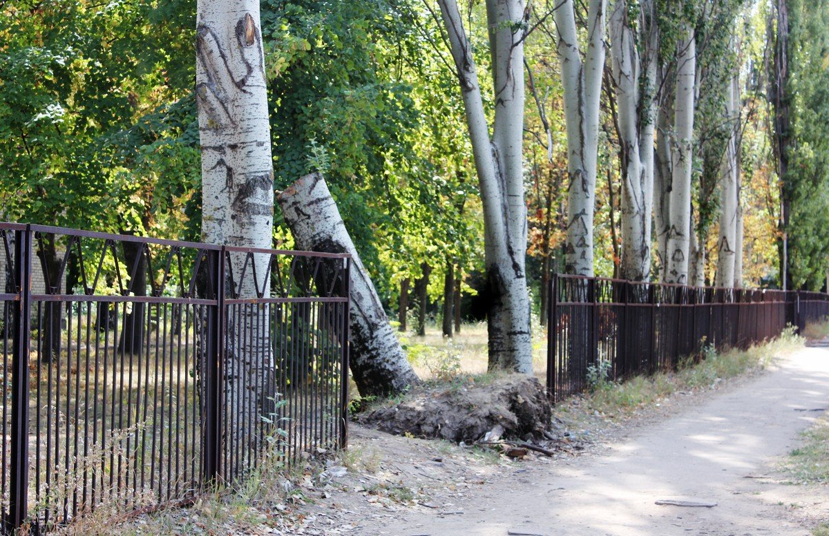Деревья поломали забор и его до сих пор не восстановили