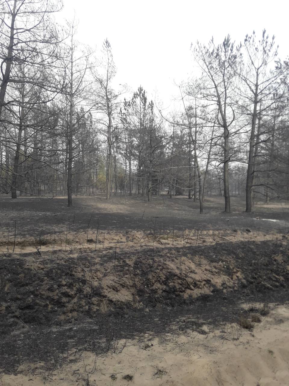 Общая площадь пожара составила 5 гектаров