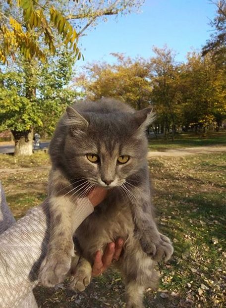 В центре Никополя найдет красивый и ухоженный кот. Помогите найти хозяина. 