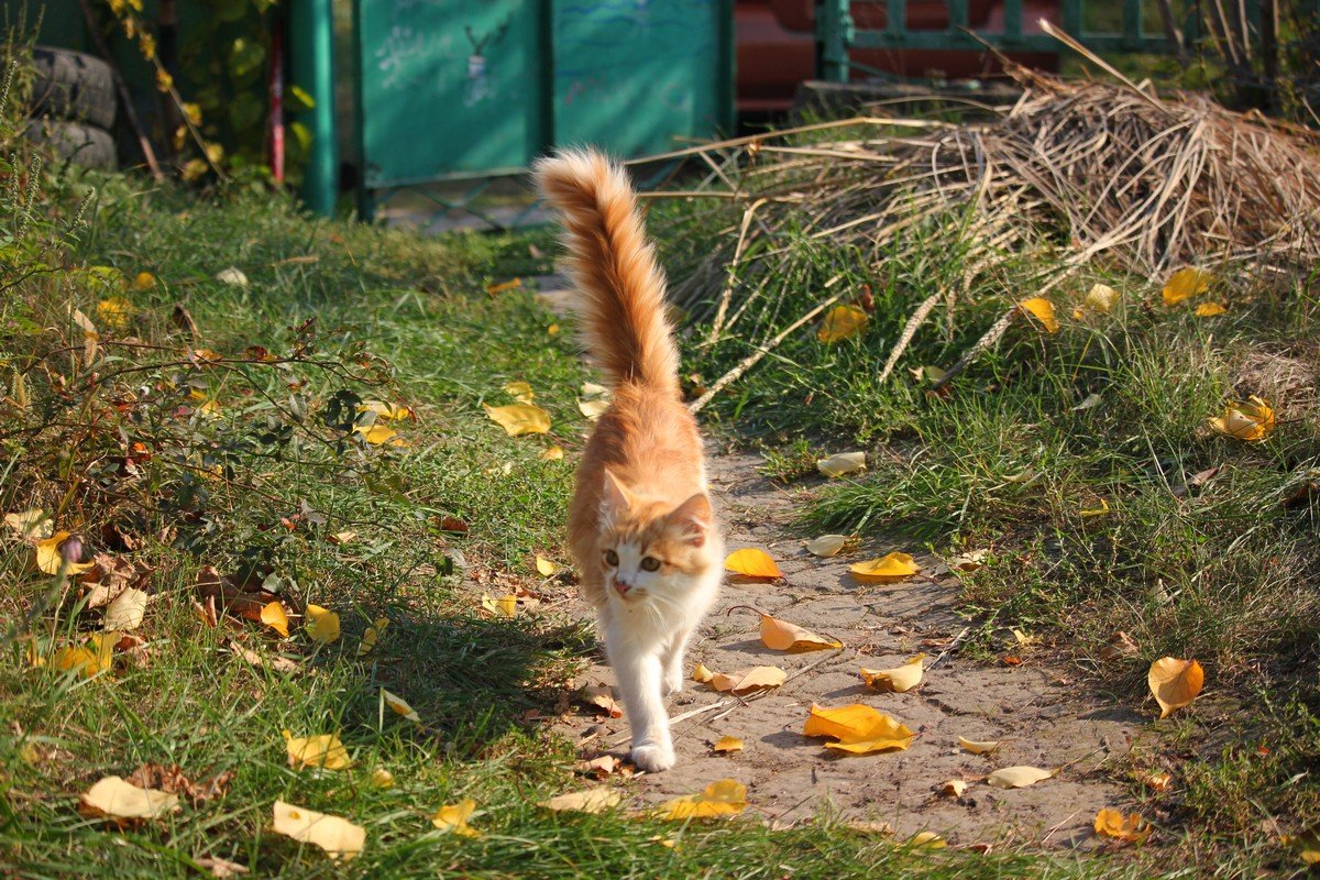 Осенний кот - хорошее лекарство от депрессии