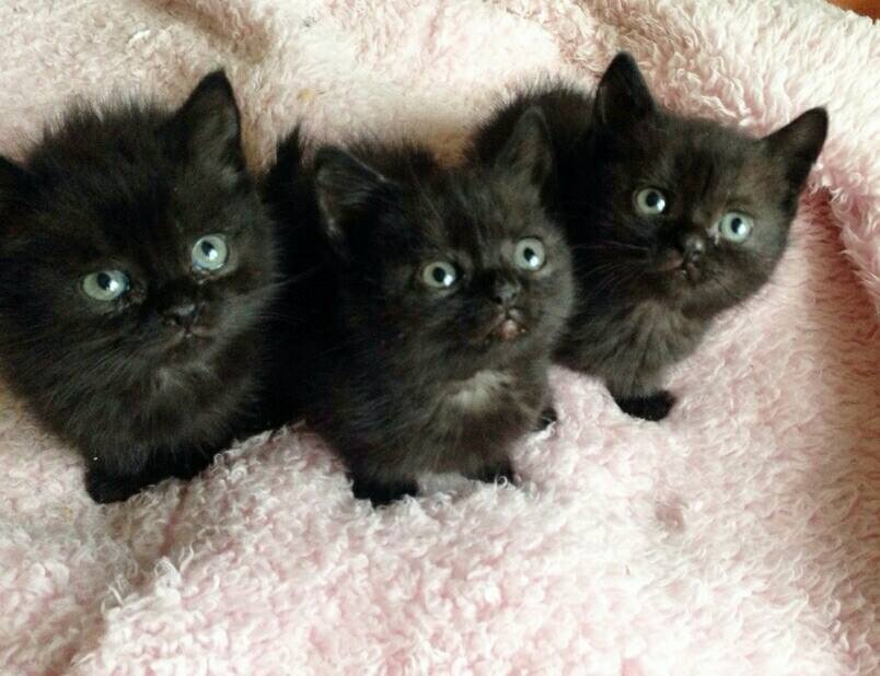 Черные котята ищут себе новый дом