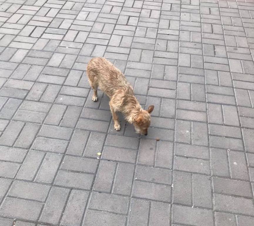 Собаку видели в районе ЦУМа и гимназии №15
