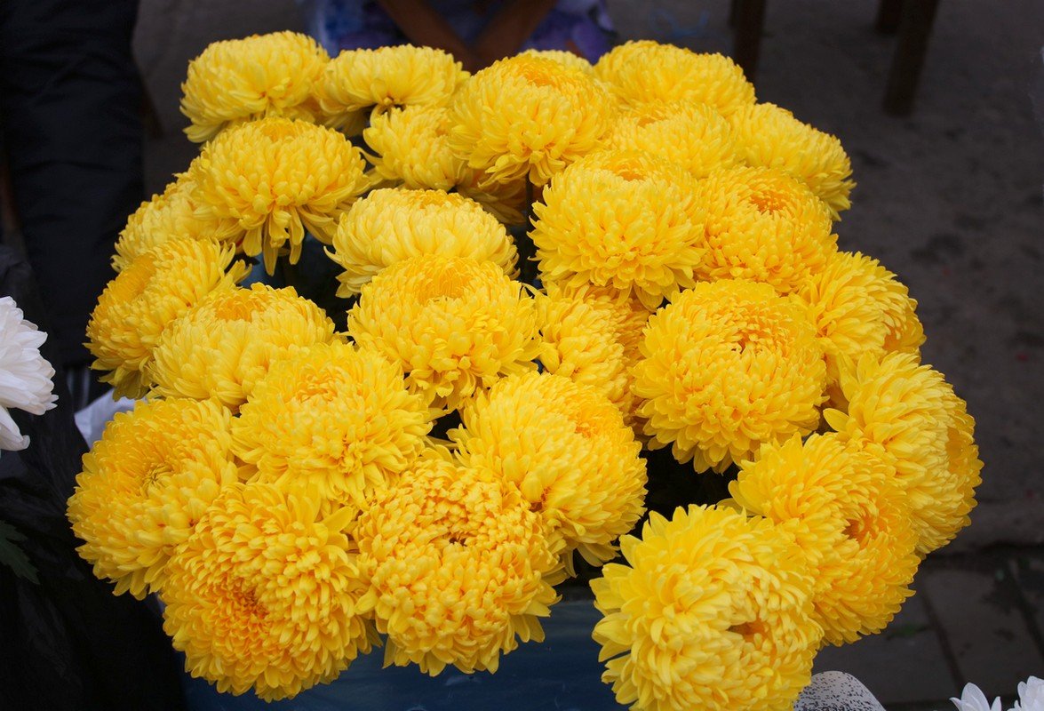 "Пушистые" желтые хризантемы 
