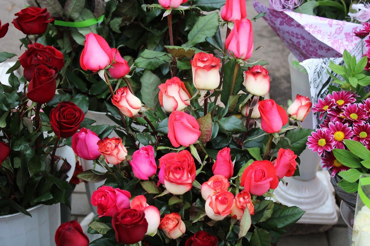 Розы затерялась среди разнообразия хризантем