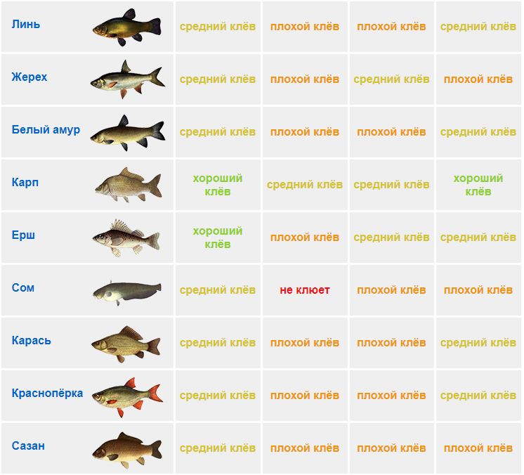 Календарь клева рыбы