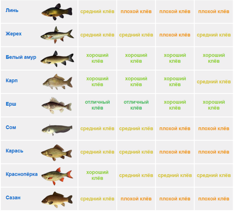 Клев рыбы на неделю