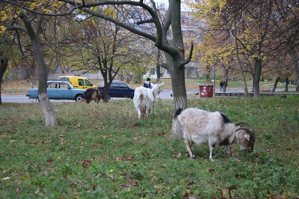 Выгул коз на улице Шевченко