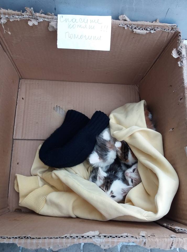 В Никополе четверых котят в коробке оставили умирать на морозе 