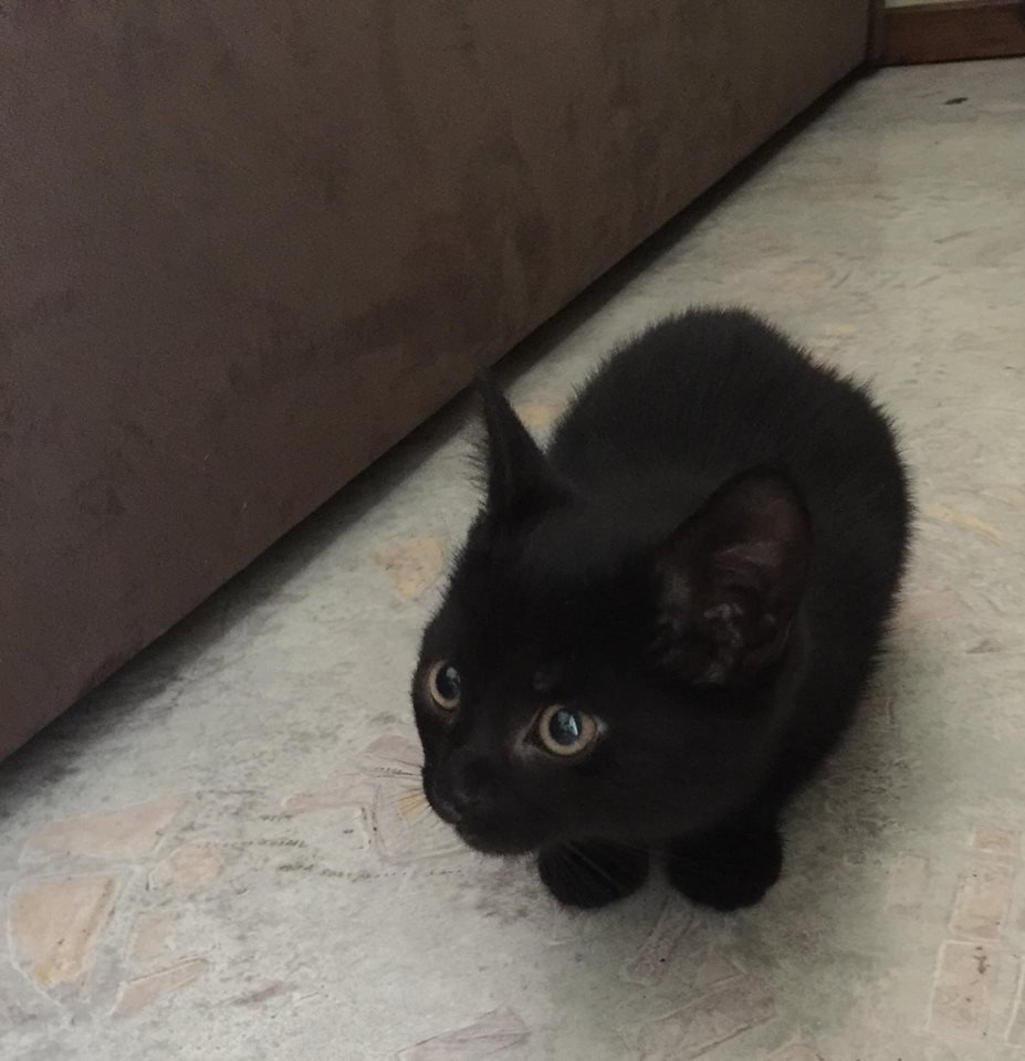 2-месячного черного котика подобрали на улице