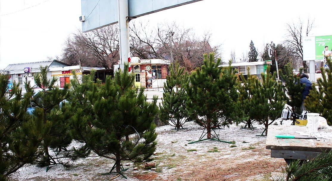 В Никополе официально работает семь легальных точек продаж новогодних елок