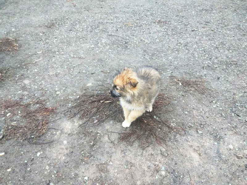 В холоде они коротают дни