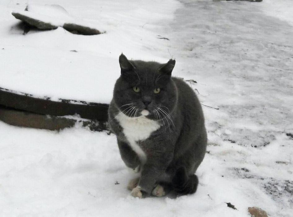 Серый кот британской породы ищет дом 