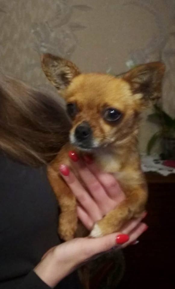 31 декабря в районе Новопавловки найдена маленькая собачка
