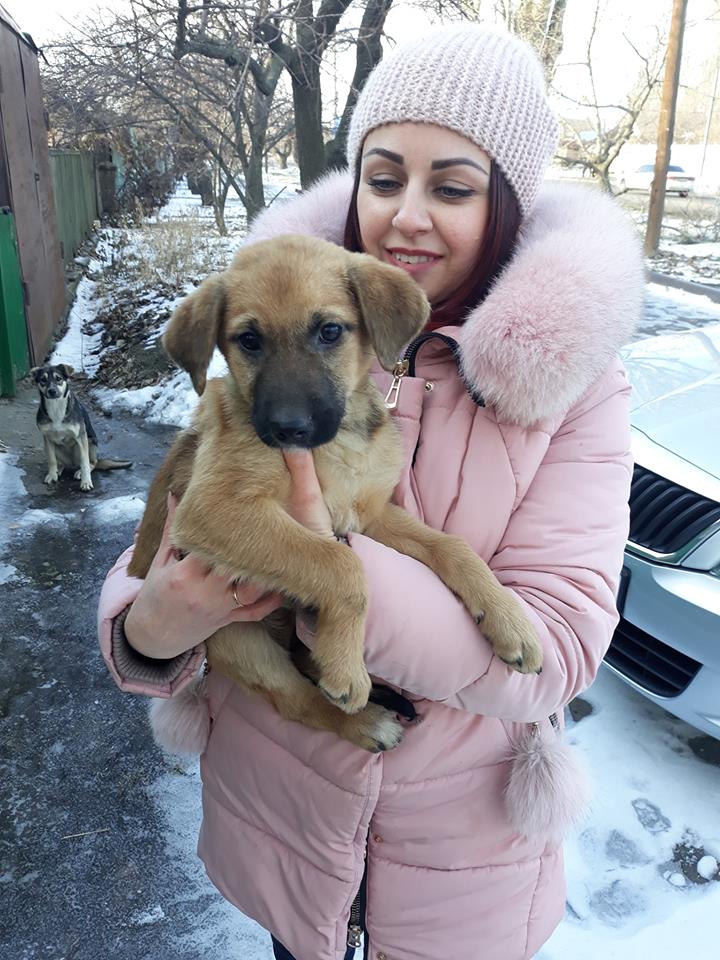 Жители Никополя спасли собаку, которая застряла в заборе 