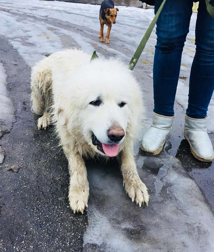 В Никополе найдена большая белая собака