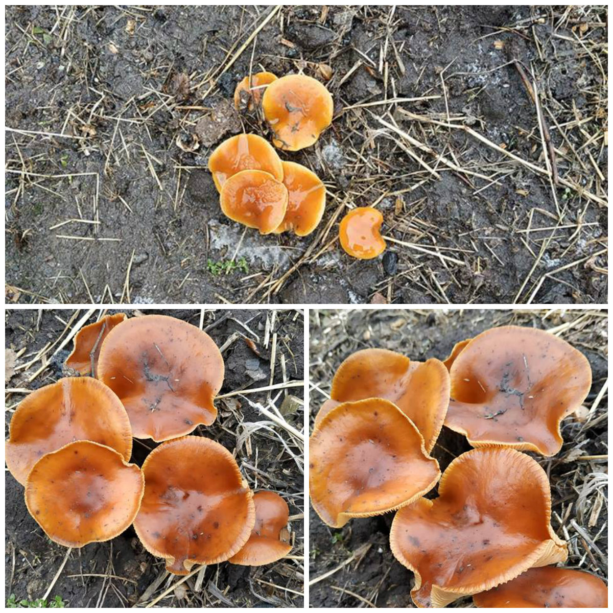 Первые грибы нового сезона
