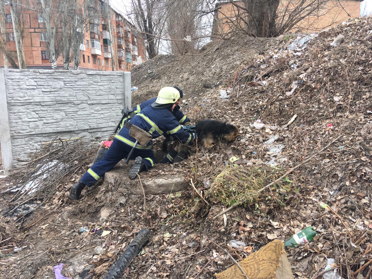 В Марганце пожарные освободили собаку, которая упала в люк