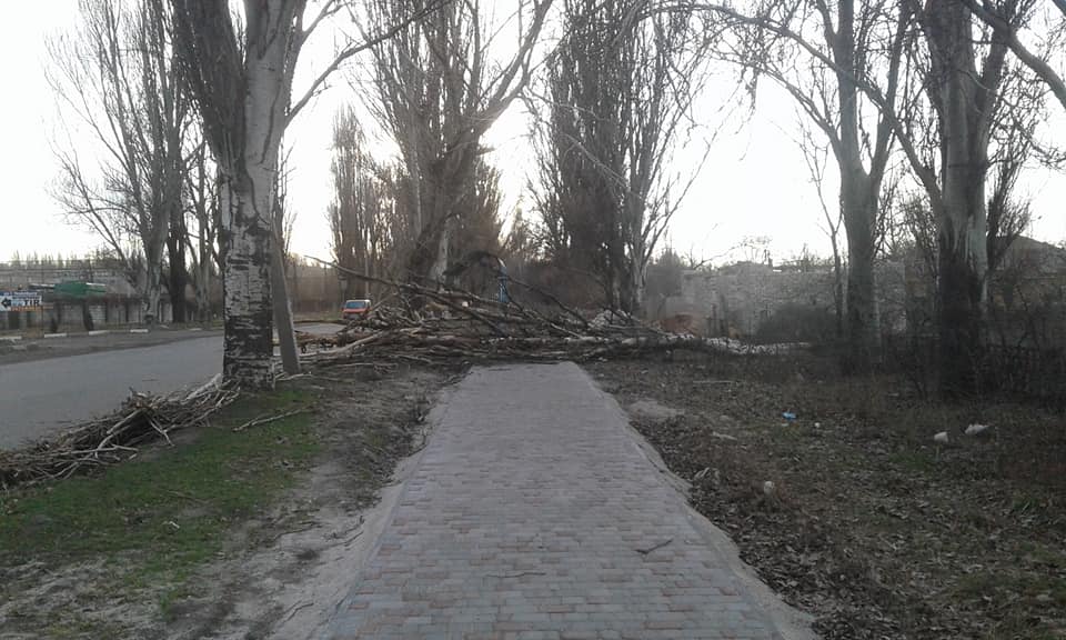Сухой тополь перекрыл пешеходную зону на Героев Чернобыля
