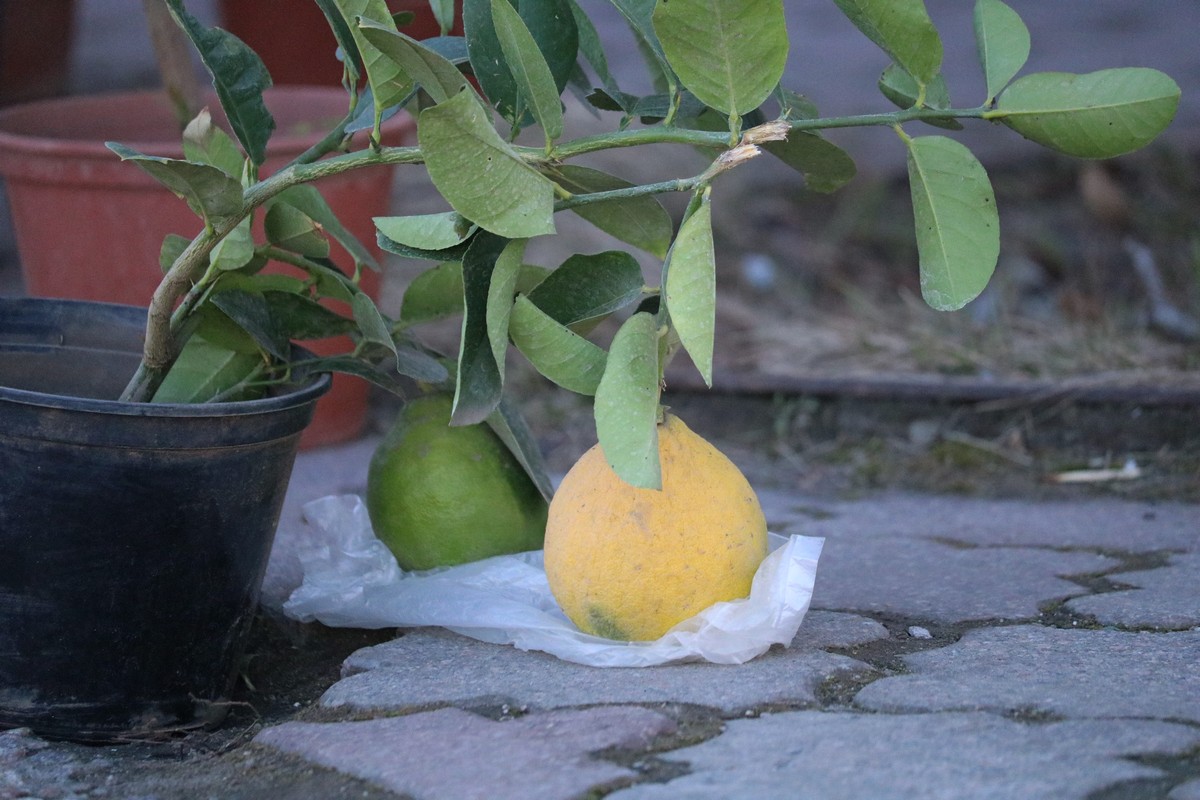 Крупноплодный лимон