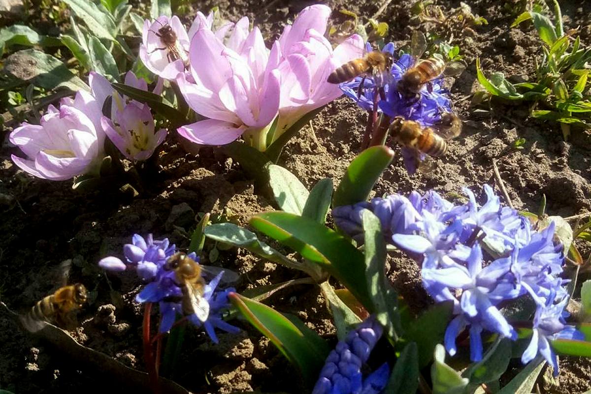 На весенних цветах роятся пчелы
