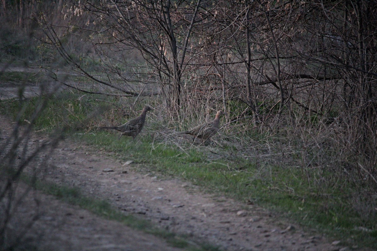 Две самки фазана