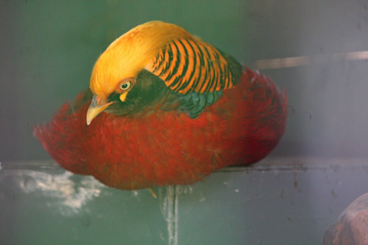 Красивых птиц можно увидеть на территории СК "Электрометаллург"