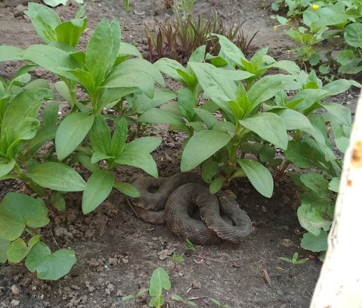 Змея в палисаднике на улице Княжеской