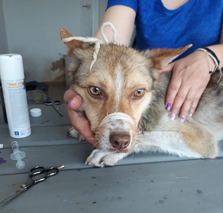 В Никополе волонтеры спасли собаку с узким ошейником-удавкой 