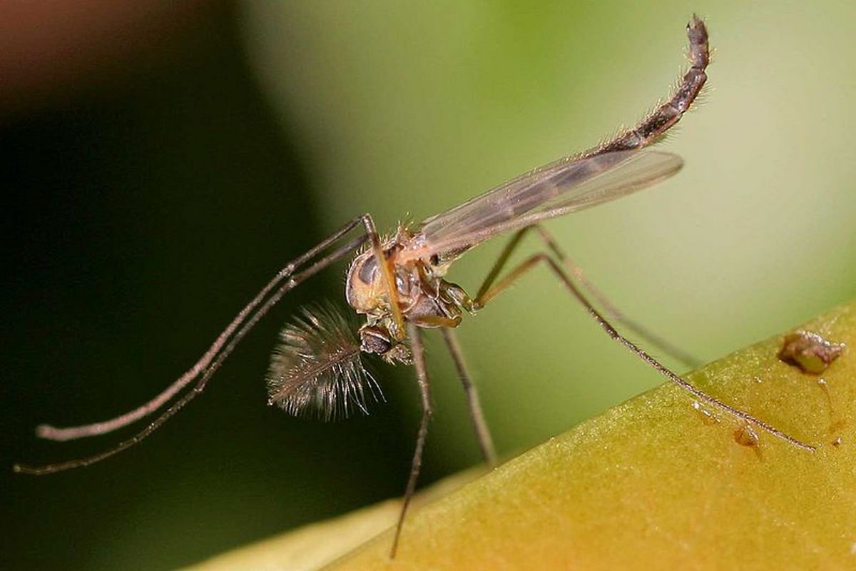 Жизнь комара-звонца коротка