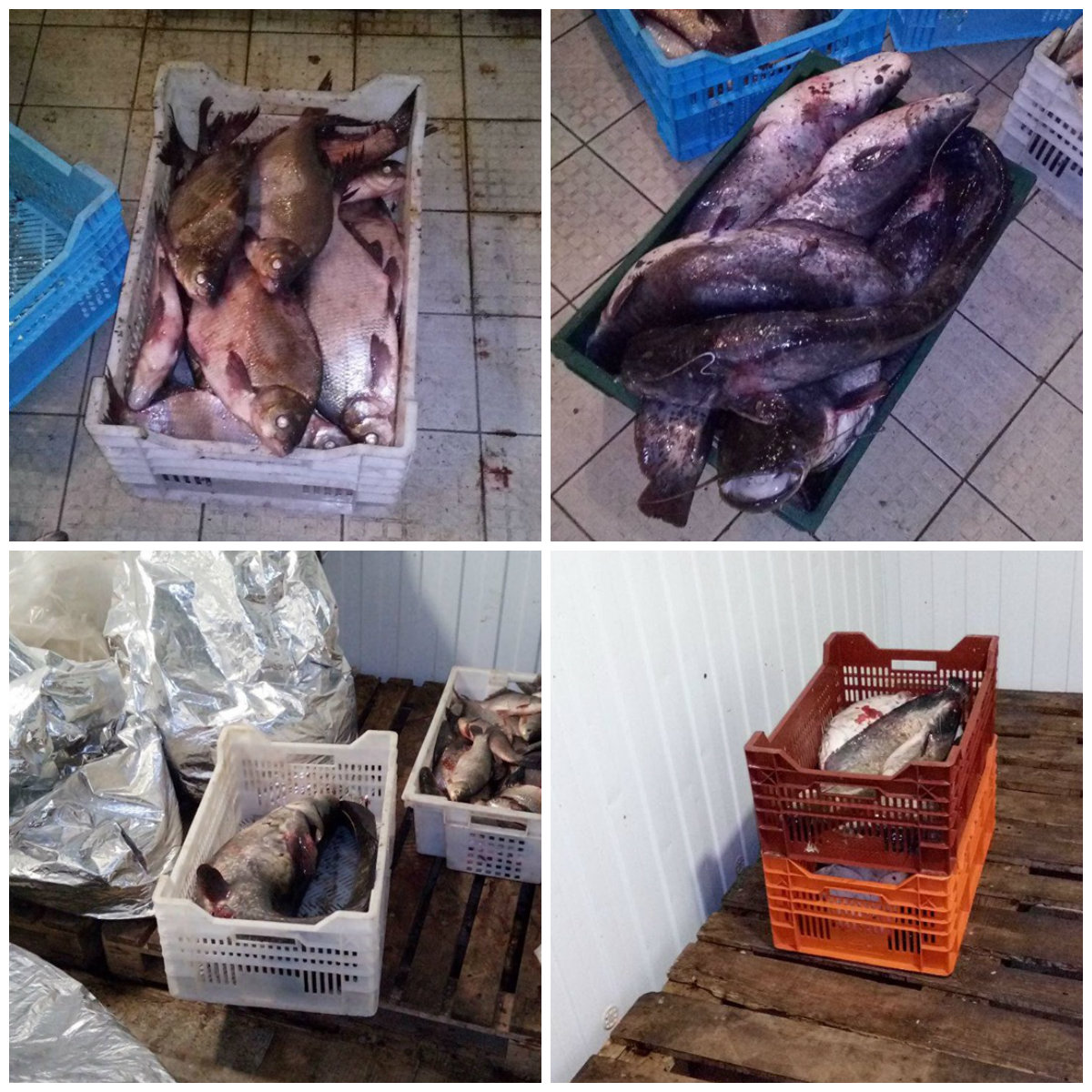 В Никополе рыбоохранный патруль обнаружил и изъял 217 килограммов рыбы