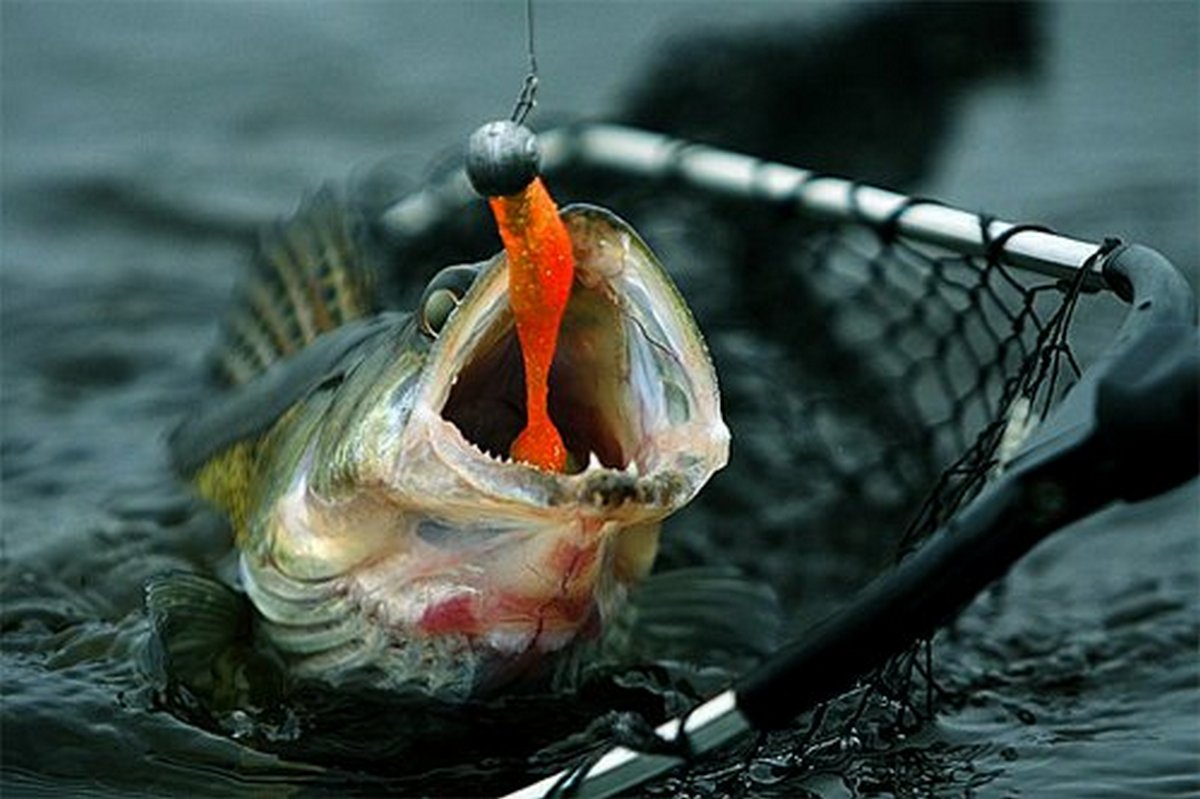 Рыбу покажи как ловят. Поймал рыбу. Спиннинг с рыбой. Рыба на крючке. Джиг на щуку.