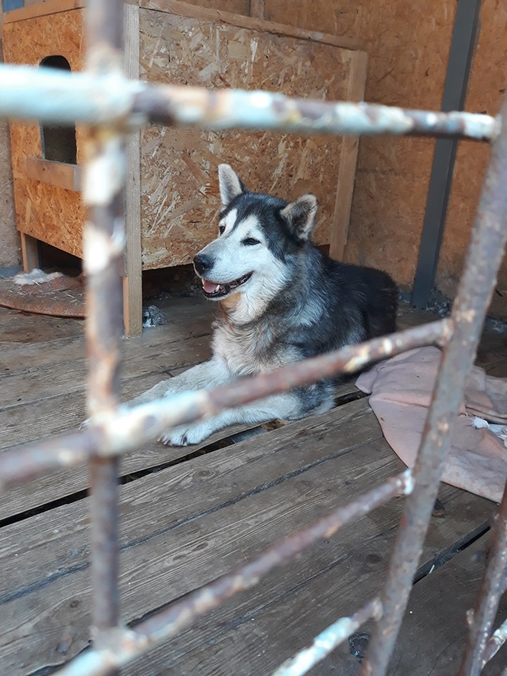 В Никополе пес по кличке Леон ищет дом 
