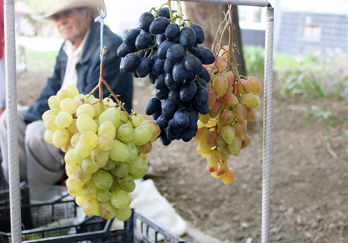 Виноградный бум в Никополе