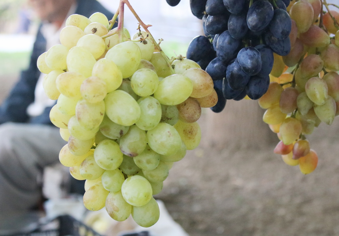 Виноградный бум в Никополе